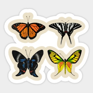 Four Butterfly Species Illustration Sticker